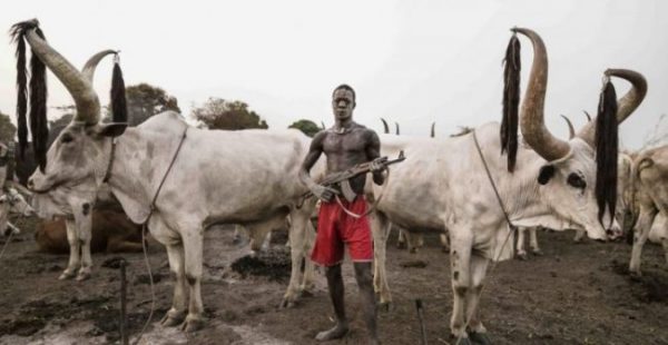 EDO: Eagle-eyed vigilante members arrest 9 herdsmen with dangerous weapons