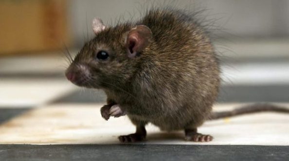 Lassa fever claims life of Kogi doctor, 5 others in Ondo State