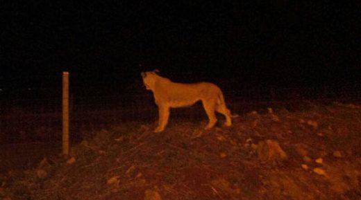 SOUTH AFRICA: Lioness mauls 22-yr-old woman mauled to death