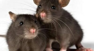 BENUE: 2 pregnant women, 1 other lost to Lassa fever —Commissioner