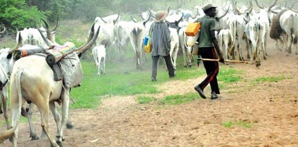 Miyetti Allah speaks in defense of arrested herdsmen