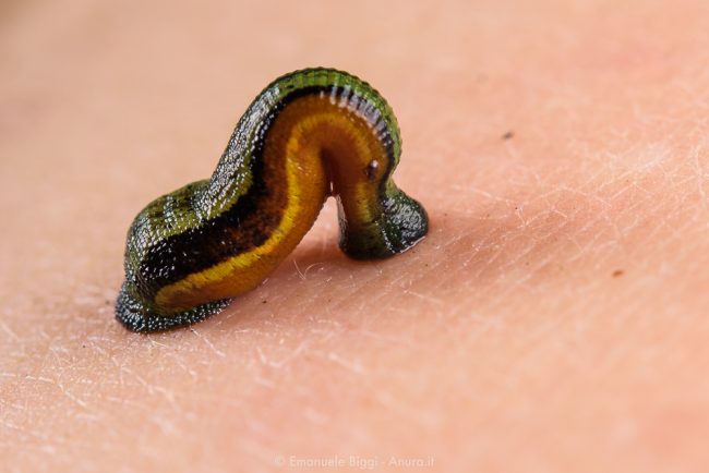 Scientists recruit blood sucking leeches as assistants