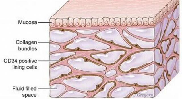 Scientists discover new human organ