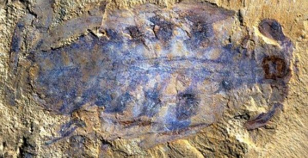 Researchers uncover half-a-billion-year-old fossil brain of ancient predator