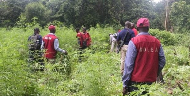 KEBBI: Notorious female hemp dealer escapes NDLEA net