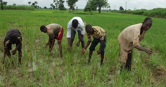 Osun approves N377m loan for rice farmers