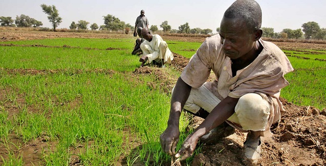 RICE CULTIVATION: Ekiti to partner Lagos in rice production