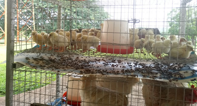 FUNAAB researchers develop first improved indigenous chicken breed