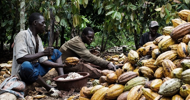 Buhari signs 2010 International Cocoa Agreement