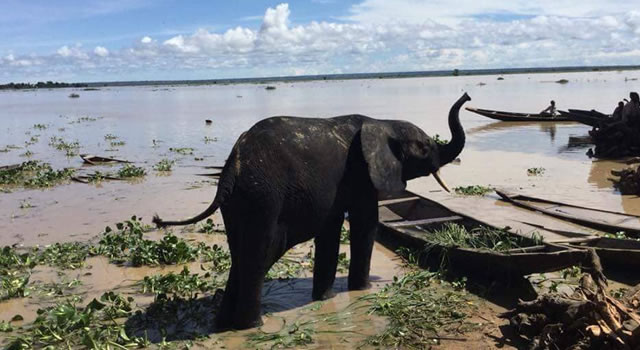 Elephants sighted in Kebbi creates excitement