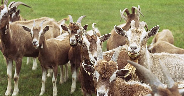Jigawa to begin exportation of goats to Kuwait, others
