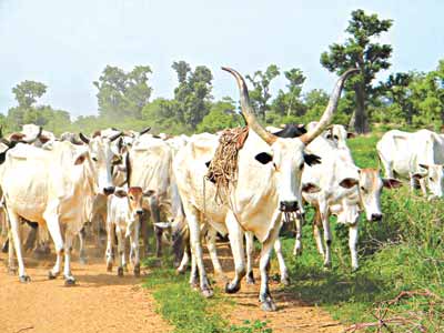 Benue Elders confront Buhari over cattle routes