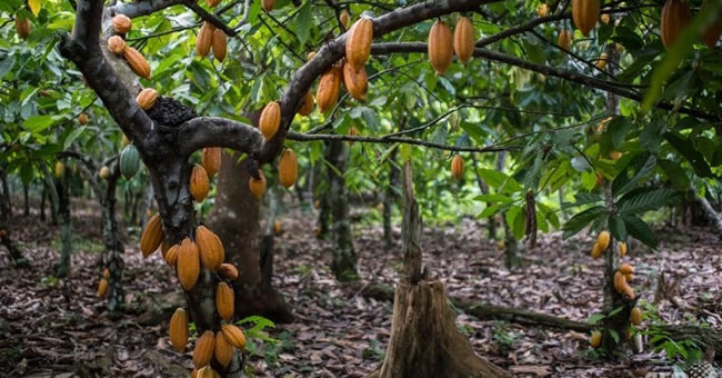 Flooding raise price of cocoa by 21%
