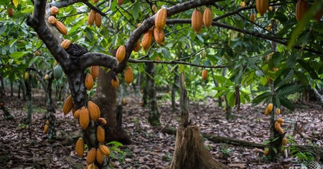 Flooding raise price of cocoa by 21%