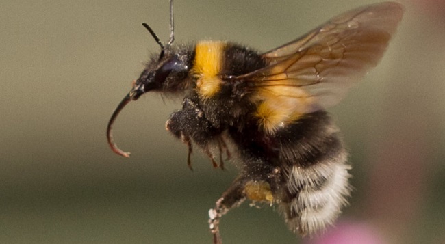 Scientists use living insects to create a flying wireless platform