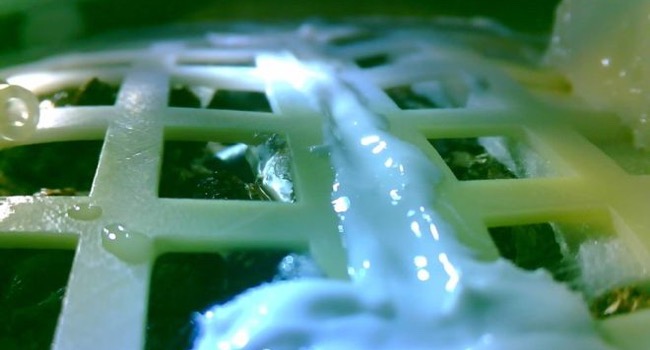 Seeds planted by China on the moon sprouts