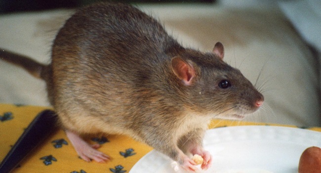 Lassa fever claims 2 lives in Ebonyi, 10 other cases recorded