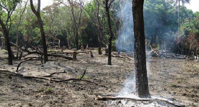 World Bank to help validate Nigeria's REDD+ document