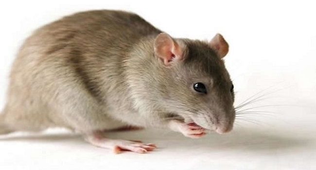 Lassa Fever prevalence in Ondo worries Christian community