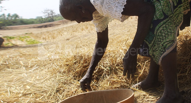 28 years after Nigeria launched battle to tackle snake bites, many still die because govt failed to make progress