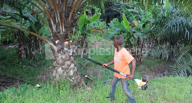 SPECIAL REPORT: How tech is increasing palm oil production in Nigeria