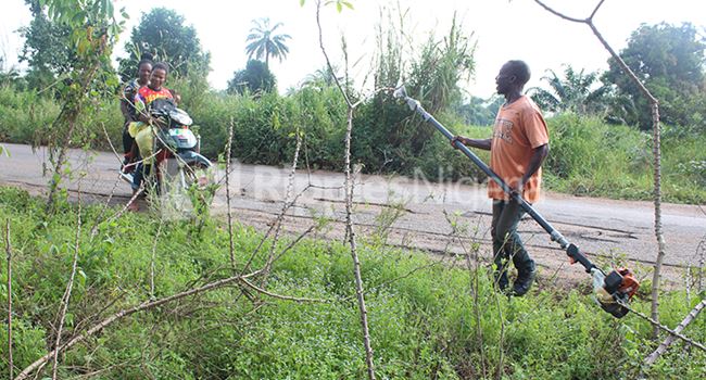 SPECIAL REPORT: How tech is increasing palm oil production in Nigeria