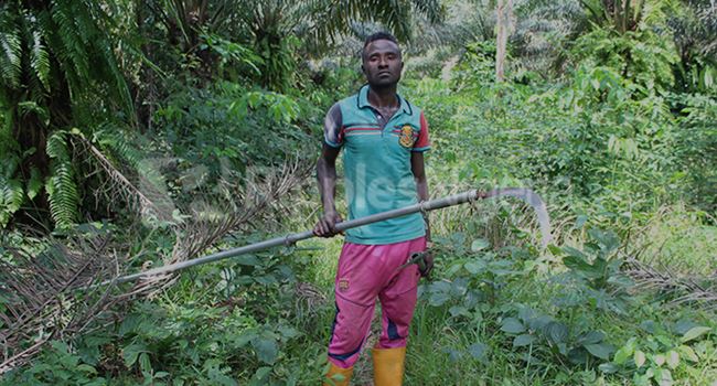 SPECIAL REPORT: How tech is increasing palm oil production in Nigeria