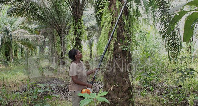 SPECIAL REPORT: How tech is increasing palm oil production in Nigeria