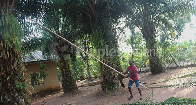 SPECIAL REPORT: How tech is increasing palm oil production in Nigeria