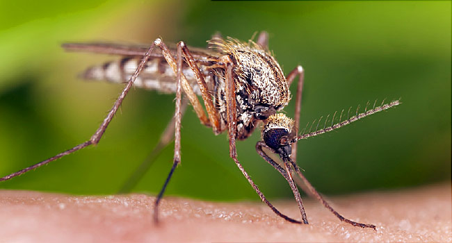 BURKINA FASO: Mosquito killing spider juice offers hope for malaria eradication in Africa