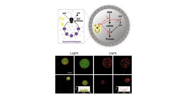 Japanese scientists develop artificial photosynthetic cells