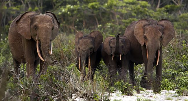 Forest elephants are our allies in the fight against climate change, finds research