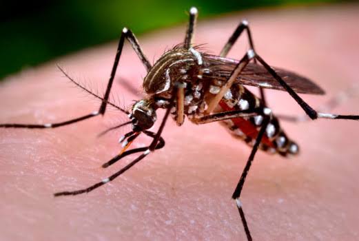 16 feared dead as yellow fever hits Ebonyi community