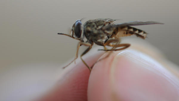 tsetse-fly