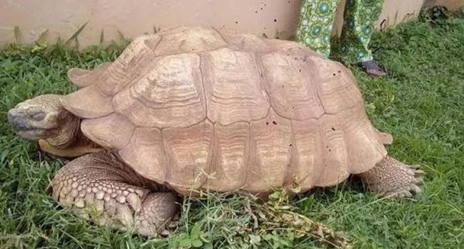 OAU Museum wins bid to embalm Alagba the tortoise’s body for 100 yrs