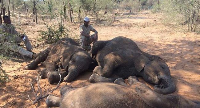 55 elephants starve to death in Zimbabwe drought