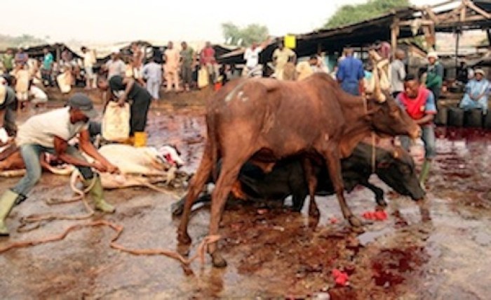 Lagos govt threatens to shut down abattoir