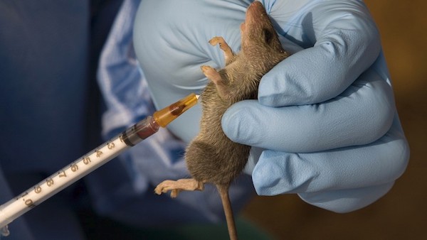 Lassa Fever