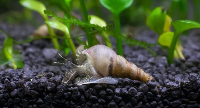 Nigerian river snails carry more microplastics than Rhine snails