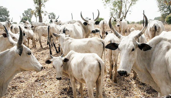 cows market in nigeria