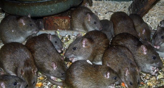 LASSA FEVER: Expert offers advice on avoiding the plague