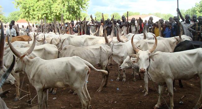 ZAMFARA: Govt discovers 2 buildings used as hideouts by cattle rustlers