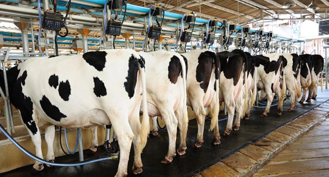 Why the CBN granted only 6 companies liberty to import milk