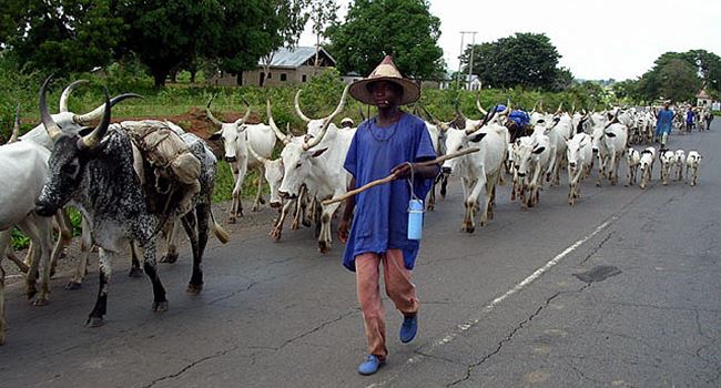 Miyetti Allah bans night grazing in Nasarawa, prohibits kids from moving with cattle