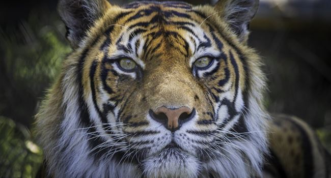 4-year-old Tiger tests positive to coronvirus in US