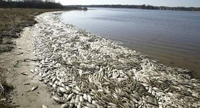 We have nothing to do with dead fishes along Niger Delta coastline —Shell