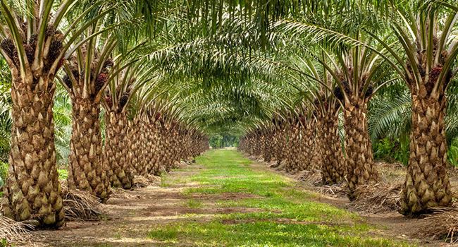 CBN’s disbursement to commercial farmers hits N635bn