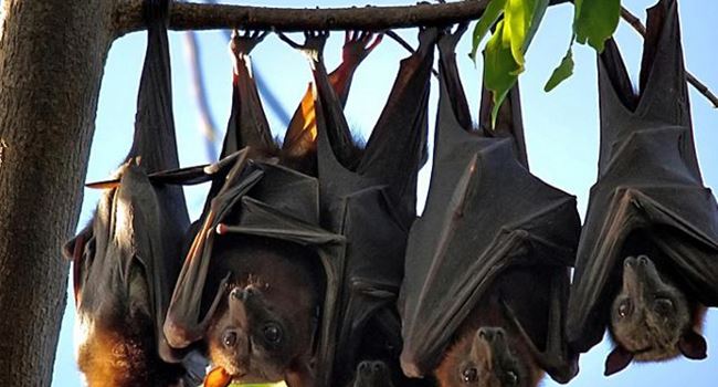 New study says virus behind covid-19 has been in bats 'for decades'