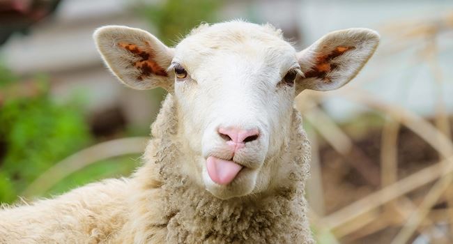 KANO: Man dies trying to rescue sheep