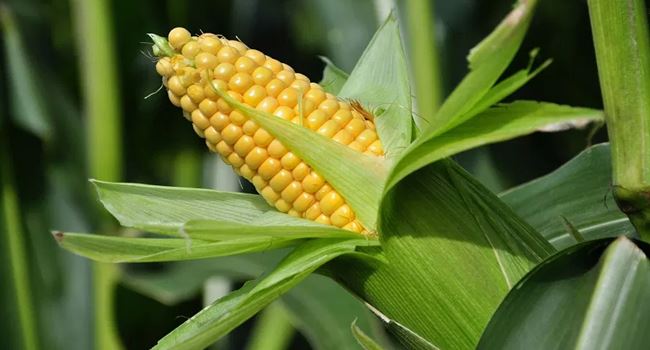 CBN issues emergency approval to four firms to import maize
